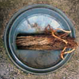 下水管木の根除去